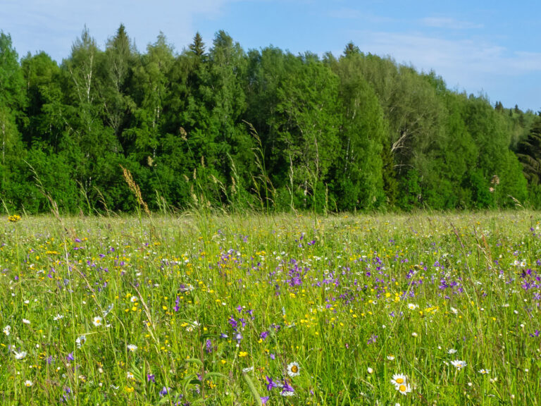 A field of wildflowers